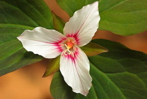 trillium