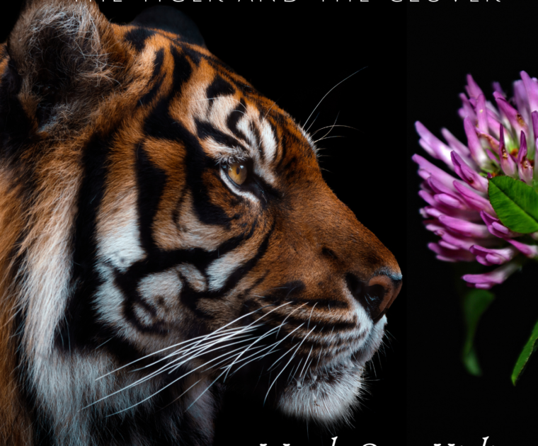 The Tiger and The Clover Album Cover